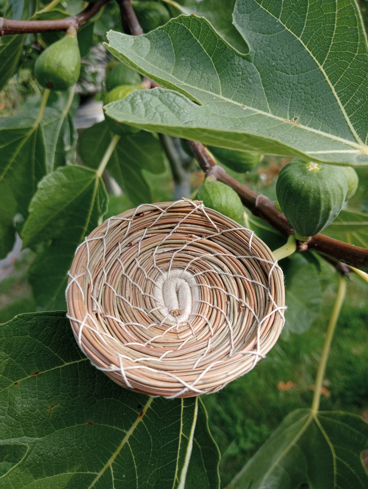 Wild Basketry: COILING