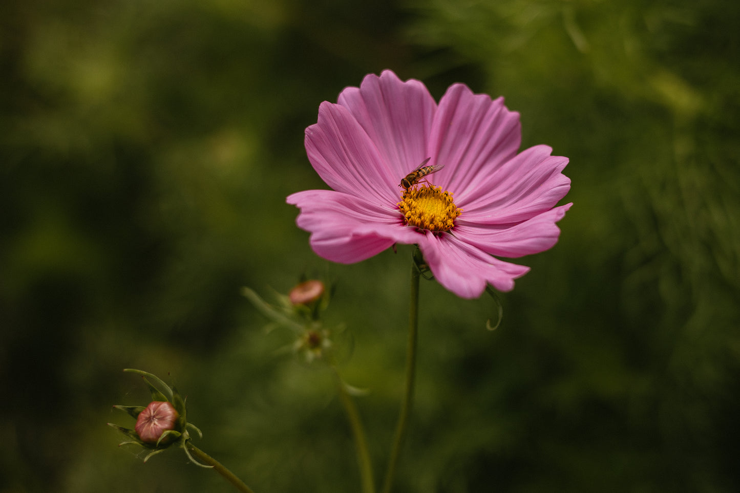 Zomervriend proefabonnement '26